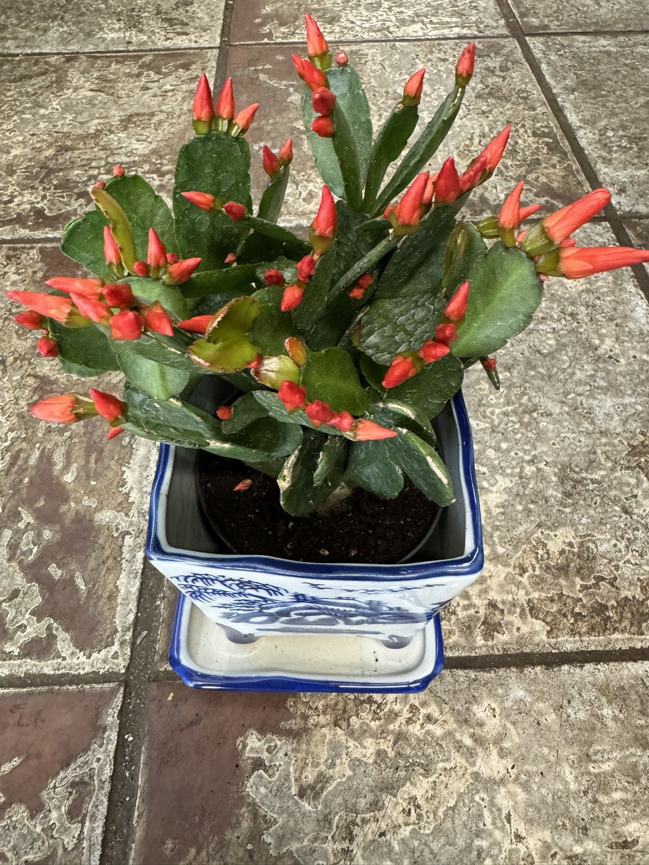 SPRING CACTUS/EASTER CACTUS