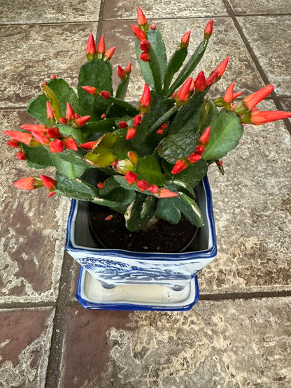 SPRING CACTUS/EASTER CACTUS
