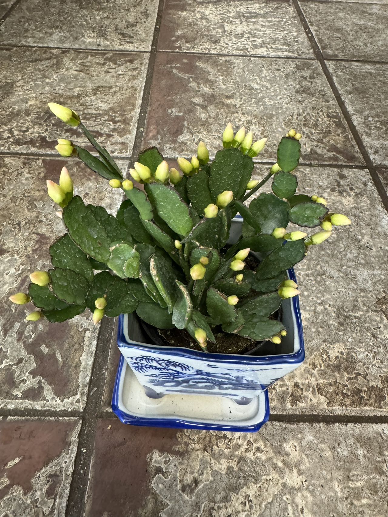 spring cactus house plant SPRING CACTUS/EASTER CACTUS – Lixin Florist 丽馨花店