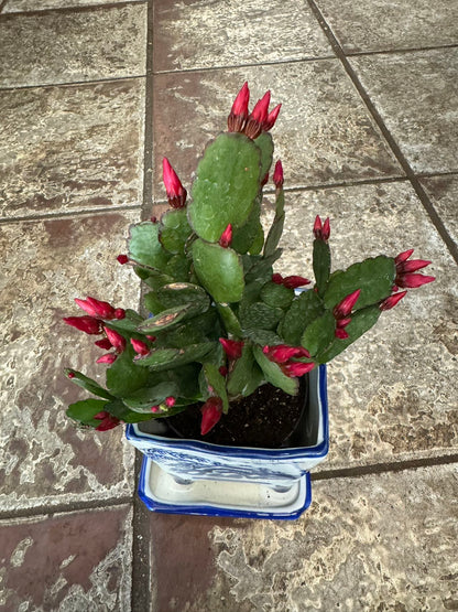 SPRING CACTUS/EASTER CACTUS