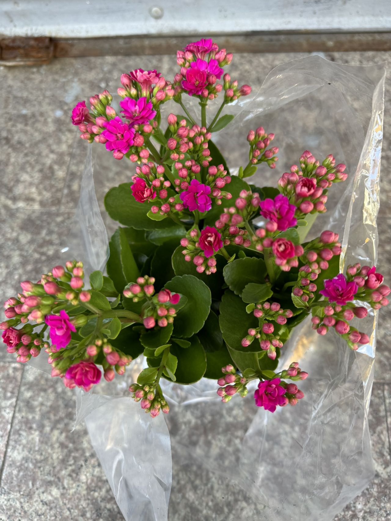 calandiva succulent CALANDIVA