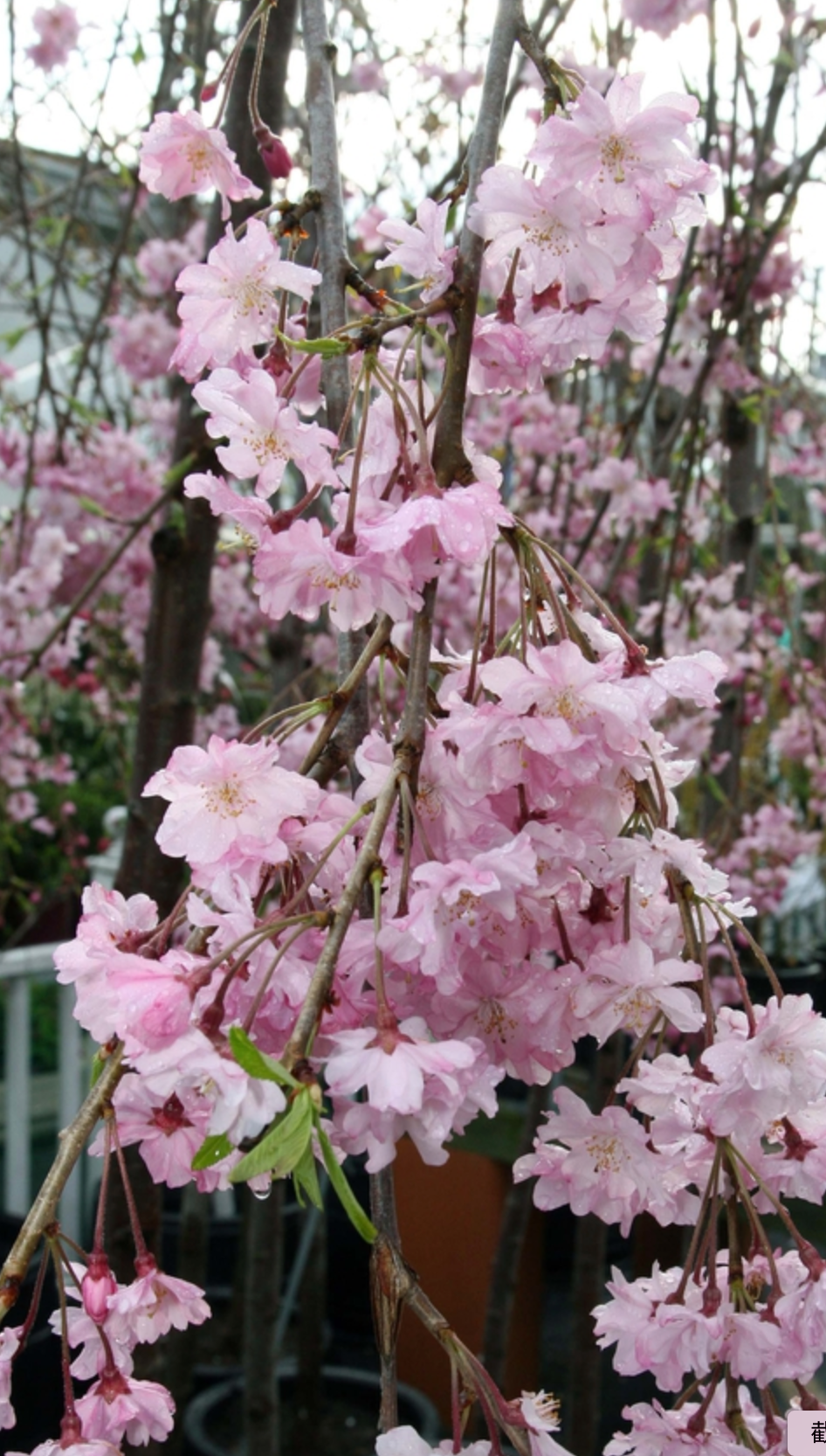 Weeping flower cherries