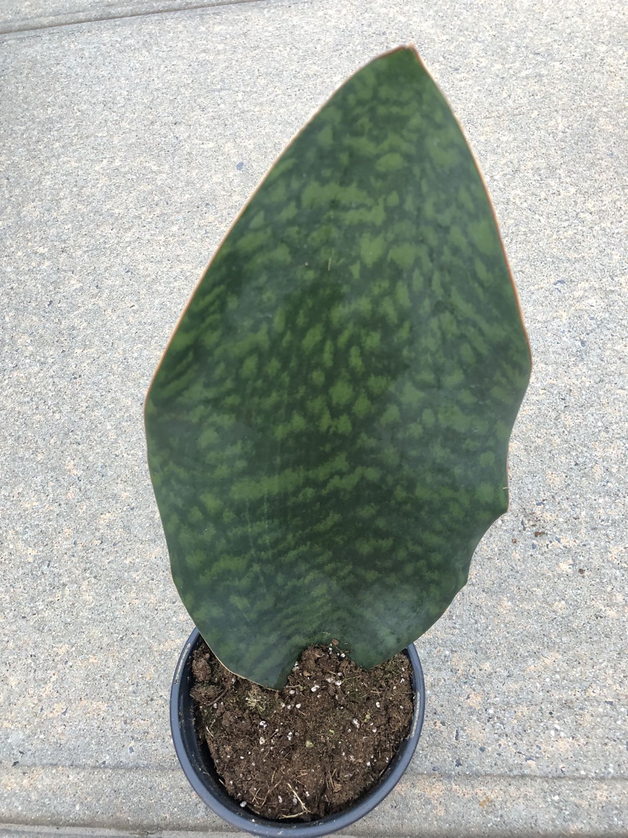 Whale Fin Sansevieria