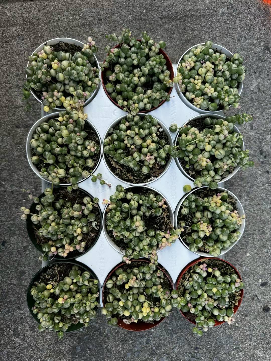 珍珠白链条