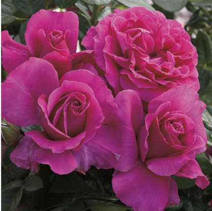 36“ Tree Rose 7 Varieties