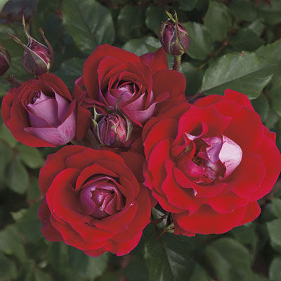 24“ Tree Rose 6 Varieties