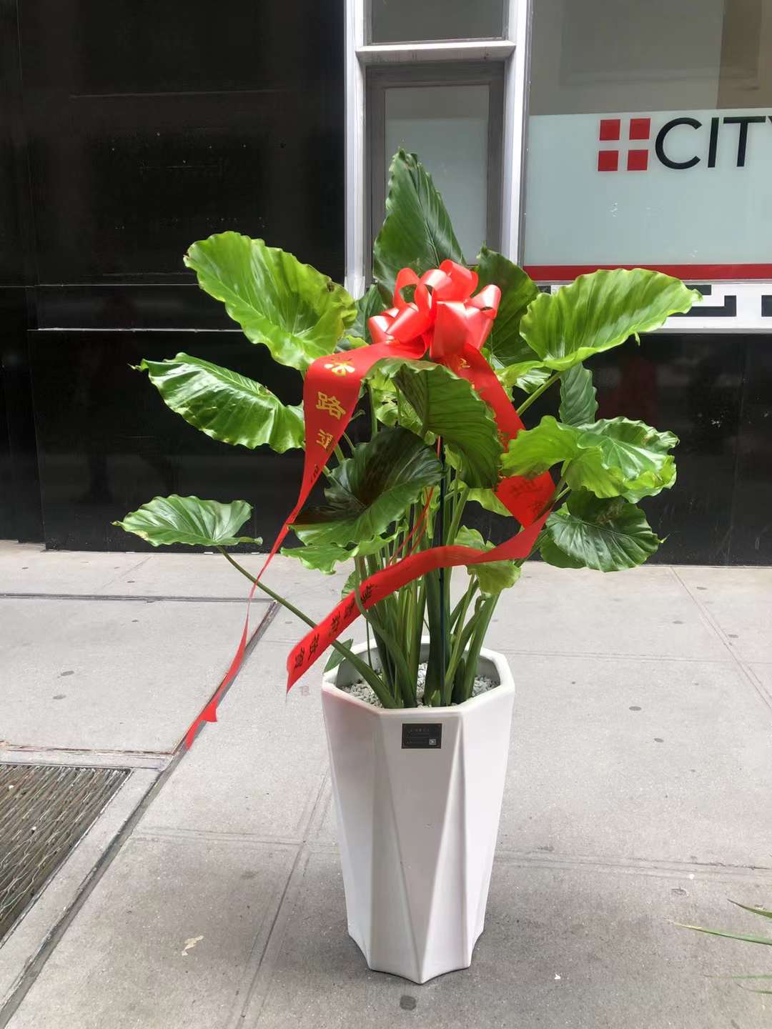 ALOCASIA 'ODORA'